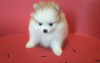 Photo №2 to announcement № 33523 for the sale of pomeranian - buy in Belarus breeder