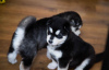 Photo №2 to announcement № 63482 for the sale of siberian husky - buy in United States breeder