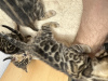 Photo №2 to announcement № 40734 for the sale of bengal cat - buy in Germany private announcement, from nursery, breeder