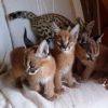 Photo №4. I will sell savannah cat in the city of London. private announcement - price - 1057$