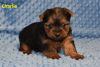 Photo №4. I will sell yorkshire terrier in the city of State Line.  - price - Is free