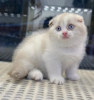 Photo №1. british shorthair - for sale in the city of New York | 260$ | Announcement № 83955