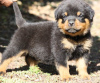 Photo №1. rottweiler - for sale in the city of Дублин | 264$ | Announcement № 117831