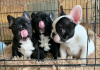 Photo №2 to announcement № 114821 for the sale of french bulldog - buy in Poland private announcement