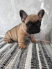 Photo №3. French Bulldog puppies. Serbia