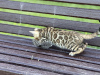 Photo №2 to announcement № 40295 for the sale of bengal cat - buy in Italy private announcement, from nursery, breeder