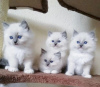 Photo №1. ragdoll - for sale in the city of Франкфурт | 581$ | Announcement № 111865