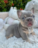 Photo №3. Beautiful French Bulldog puppies for sale. Germany