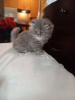 Photo №2 to announcement № 85327 for the sale of persian cat - buy in France private announcement