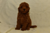 Additional photos: Miniature poodle