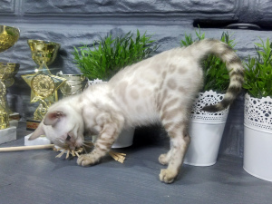 Photo №2 to announcement № 953 for the sale of bengal cat - buy in Belarus private announcement, from nursery, breeder