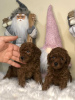 Photo №2 to announcement № 11506 for the sale of poodle (toy) - buy in United States 