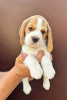 Photo №3. Beagle puppies from top show parents. Serbia