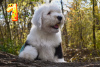 Photo №2 to announcement № 29065 for the sale of bobtail - buy in Ukraine from nursery