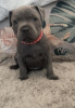 Photo №1. american staffordshire terrier - for sale in the city of Wiesbaden | 700$ | Announcement № 108833