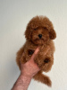 Photo №1. non-pedigree dogs - for sale in the city of Prague | 1902$ | Announcement № 44588