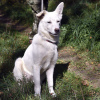 Additional photos: White dog Gerda is looking for a loving family.