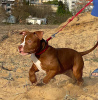 Photo №2 to announcement № 19283 for the sale of american bully - buy in Poland breeder
