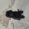 Photo №1. poodle (dwarf) - for sale in the city of Minsk | 528$ | Announcement № 125052