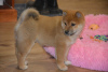 Photo №1. shiba inu - for sale in the city of Liberec | Is free | Announcement № 123768