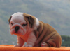 Photo №2 to announcement № 105988 for the sale of english bulldog - buy in Latvia private announcement