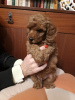 Additional photos: Toy poodle puppies boys and girls with pedigree