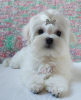 Photo №3. Four-month-old Maltese boy, KSU-FCI, no deficiencies, Korean blood.. Ukraine