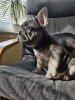 Photo №1. french bulldog - for sale in the city of Koblenz | 449$ | Announcement № 99944