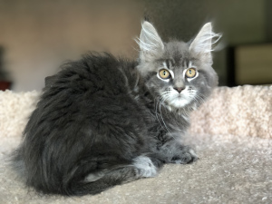 Photo №2 to announcement № 6928 for the sale of maine coon - buy in Russian Federation from nursery