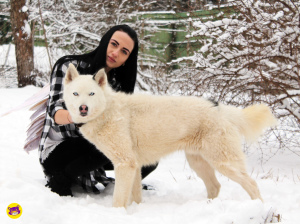 Photo №1. siberian husky - for sale in the city of Sergiev Posad | 65$ | Announcement № 2924