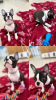 Photo №1. boston terrier - for sale in the city of Surčin | negotiated | Announcement № 84322