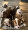 Photo №1. english bulldog - for sale in the city of Georgetown | Is free | Announcement № 117929