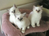Photo №1. birman - for sale in the city of Антверпен | Is free | Announcement № 90168