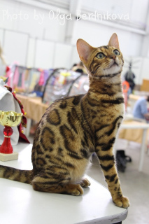 Photo №4. I will sell bengal cat in the city of Naberezhnye Chelny. from nursery, breeder - price - 260$