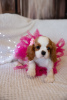 Photo №4. I will sell cavalier king charles spaniel in the city of Tallinn. from nursery - price - 1902$