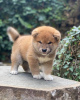Photo №2 to announcement № 12053 for the sale of shiba inu - buy in Georgia from nursery
