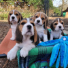 Photo №4. I will sell beagle in the city of Freiburg im Breisgau. private announcement - price - 380$