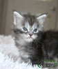 Photo №1. maine coon - for sale in the city of St. Petersburg | 528$ | Announcement № 9644