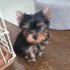 Photo №1. yorkshire terrier - for sale in the city of Wrocław | negotiated | Announcement № 94462