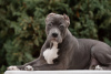 Photo №4. I will sell american bully in the city of Krasnodar. private announcement, breeder - price - negotiated