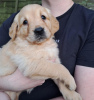 Photo №1. golden retriever - for sale in the city of Гронинген | 259$ | Announcement № 81146