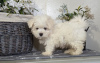 Photo №1. maltese dog - for sale in the city of Milan | 371$ | Announcement № 107577