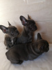 Additional photos: Healthy French Bulldog available for sale