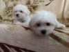 Photo №1. maltese dog - for sale in the city of Minsk | negotiated | Announcement № 41478