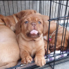 Photo №1. dogue de bordeaux - for sale in the city of Warsaw | negotiated | Announcement № 78231
