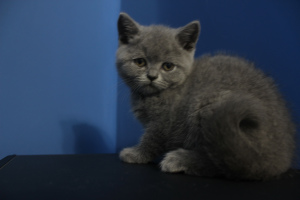 Photo №2 to announcement № 351 for the sale of british shorthair - buy in Poland private announcement, from the shelter, breeder
