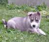 Photo №2 to announcement № 74834 for the sale of west siberian laika - buy in Belarus private announcement