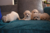 Additional photos: Kc Registered Bichon Frise Pups