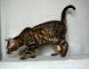 Photo №4. I will sell bengal cat in the city of Москва. from nursery - price - 1000$