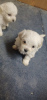 Photo №3. male and female Maltese puppies. United States